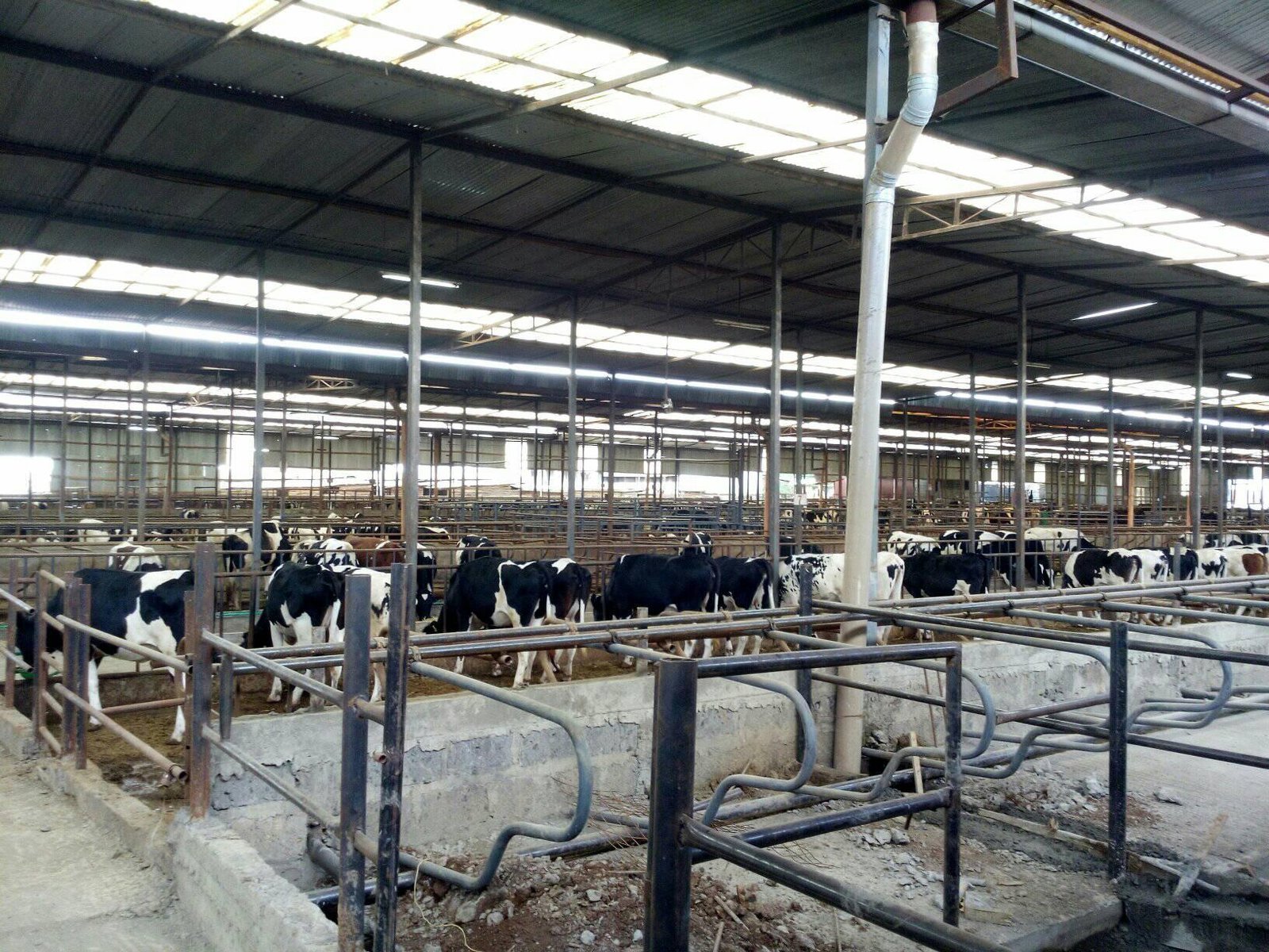 Dairy Farm